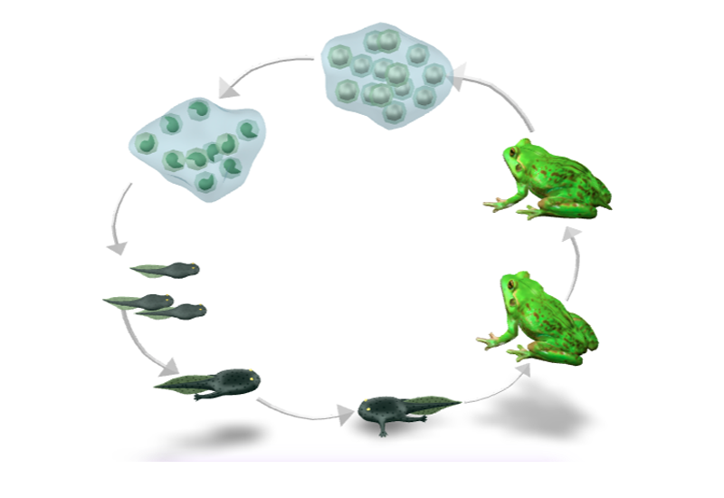 Life cycle of Frog 